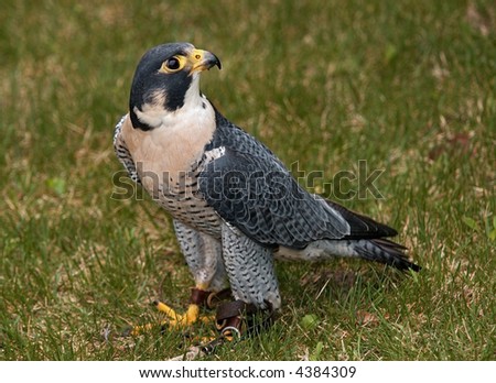 Tethered Peregrine Falcon (Falco peregrinus) On Ground - captive bird