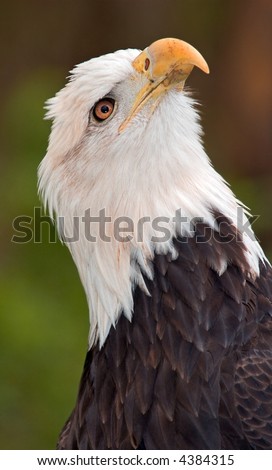 American Bald Eagle (Haliaeetus leucocephalus) Looks Up - captive bird