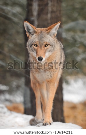Coyote (Canis latrans) Walks in the Snow - captive animal