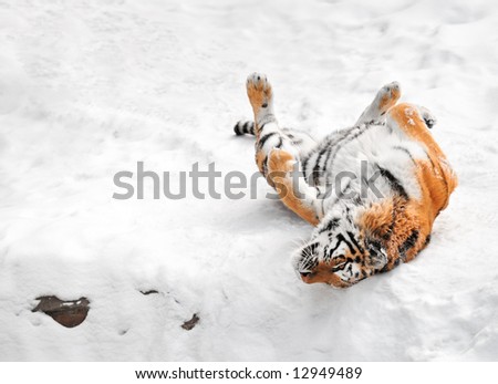 Amur Tiger (Panthera tigris altaica) Rolls in the Snow - copy space to left - captive animal
