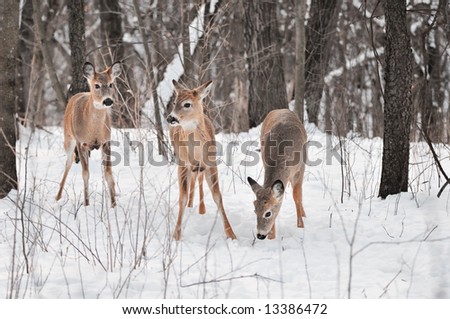 Trio of White-Tailed Deer (Odocoileus virginianus) in Snowy Woods