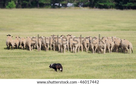 Moving the Sheep (Ovus aries) Herd - sheep herding dog takes herd of sheep away across pasture - motion blur
