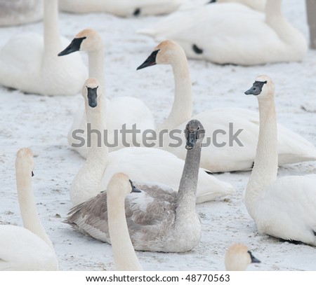 One of These is Different From the Others - Trumpeter Swans (Cygnus buccinator) - flock of wild trumpeter swans rests on frosty/snowy bank of Minnesota river - juvenile sits amongst adults