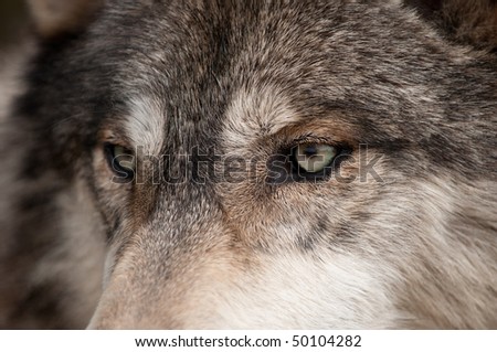 Timber Wolf (Canis lupus) Eyes - captive animal