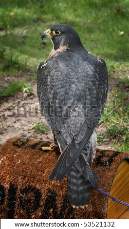 Peregrine Falcon (Falco peregrinus) on Perch - full body, back to viewer - captive bird