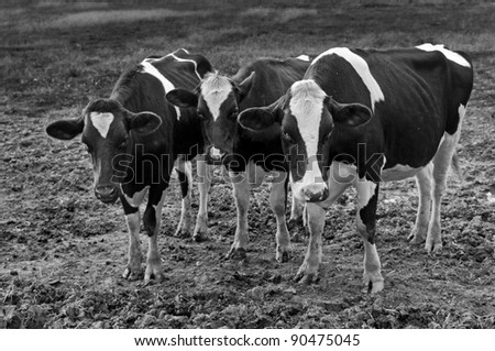 Cows - Black & White - cows covered with biting flies in muddy pasture - black & white image