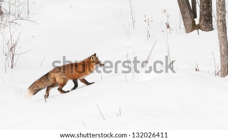Red Fox (Vulpes vulpes) Runs Right - captive animal