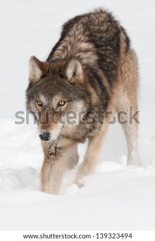 Grey Wolf (Canis lupus) Digs in the Snow - captive animal