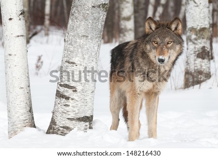 Grey Wolf (Canis lupus) Stands Near Birch Trees - captive animal