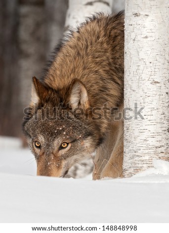 Grey Wolf (Canis lupus) Sniffs in Snow - captive animal