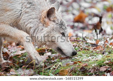 Blonde Wolf (Canis lupus) Prowls Close Up - captive animal