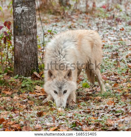 Blonde Wolf (Canis lupus) Sniffs in Snow Covered Leaves - captive animal