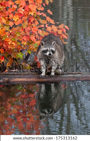 Raccoon (Procyon lotor) Stands Still on Log in Water  - captive animal