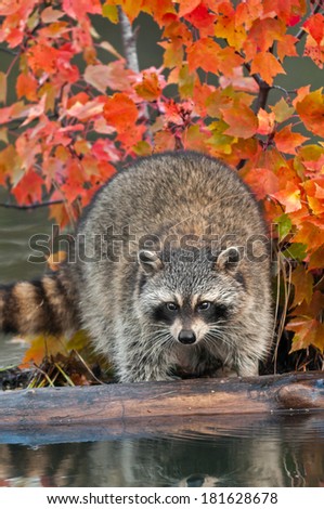 Raccoon (Procyon lotor) Looks Off Log - captive animal