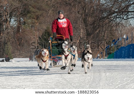 MINNEAPOLIS, MN -  FEBRUARY 2:  Don Deckert and his team from Albertville, MN come out of start at the 2014 Subaru Dogsled Loppet on February 2, 2014 in Minneapolis, Minnesota.
