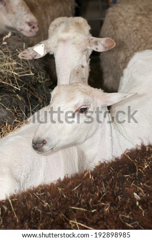Two Sheared Sheep Amongst Unsheared Sheep