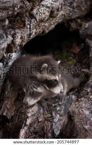 Two Baby Raccoons (Procyon lotor) Crawl Over Each Other - captive animals