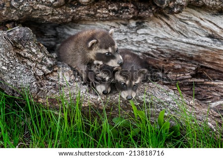 Trio of Baby Raccoons (Procyon lotor) Climb Over Each Other - captive animals