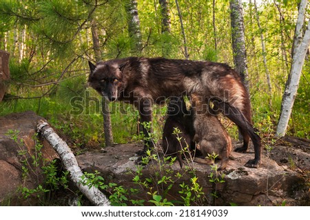 Black Wolf (Canis lupus) Feeds Her Pups Standing on Rock - captive animal