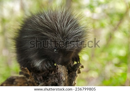 Porcupette (Erethizon dorsatum) Chews on Branch - captive animal
