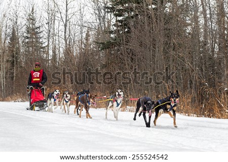 GRAND MARAIS MN - JANUARY 26: Brian Bergen's team races along the trail during the Mid-distance portion of the John Beargrease Sled Dog Race. Bergen finished 7th on January 25, 2015 in Grand Marais MN
