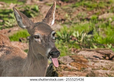 White-Tailed Deer (Odocoileus virginianus) Sticks out Tongue - captive animal
