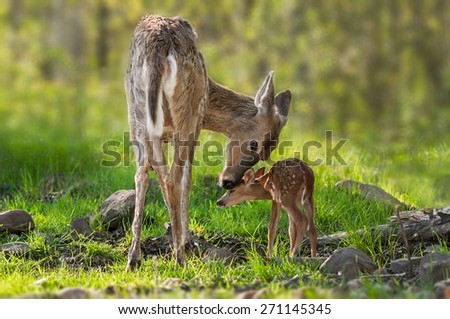 White-Tailed Deer (Odocoileus virginianus) Mother and Fawn - captive animals