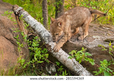 Grey Wolf Pup (Canis lupus) Climbs off Rock over Log - captive animal