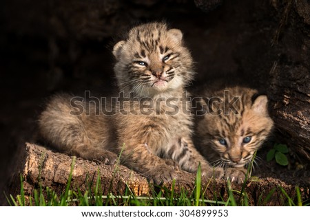 Baby Bobcat Kittens (Lynx rufus) in Hollow Log - captive animal
