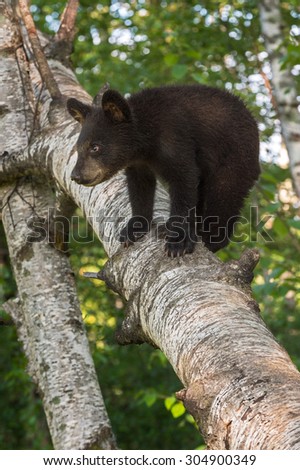 Young Black Bear (Ursus americanus) Looks Right from Tree Branch - captive animal