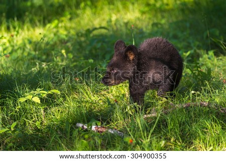 Young Black Bear (Ursus americanus) Walks Through Grass - captive animal