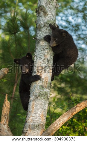 Two Young Black Bears (Ursus americanus) Hide in Tree - captive animals