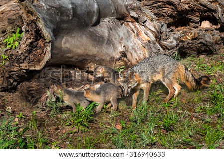 Grey Fox Vixen and Kits (Urocyon cinereoargenteus) Check out Log - captive animals