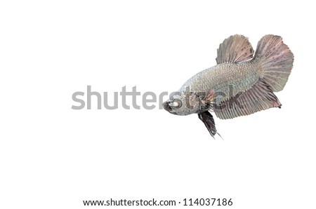 dark silver beta fish