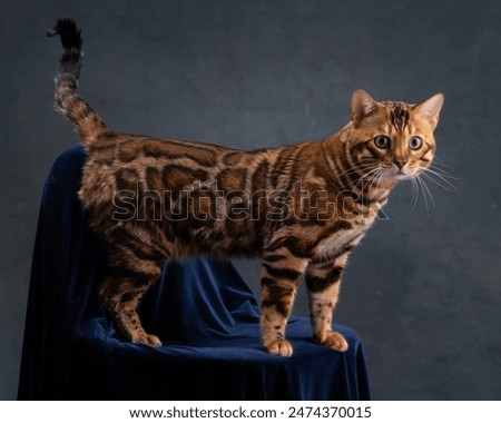 Similar – Image, Stock Photo bengal cat Animal Pet Cat