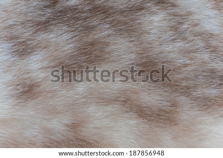 brown & white color fur texture close-up background