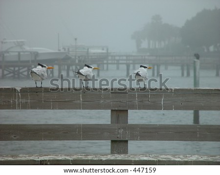 Three birds looking back on a landing fence, St Augustine Florida