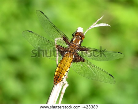 Dragonfly. The Moscow area, Tul'chinskoe lake.