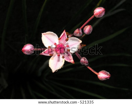 River flower on a dark background. The Moscow area. The river Oka.
