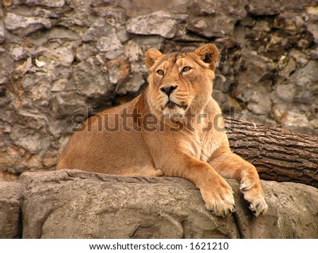 Lioness. A wild animal.