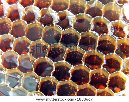 Fresh honey in the comb. Buckwheat honey