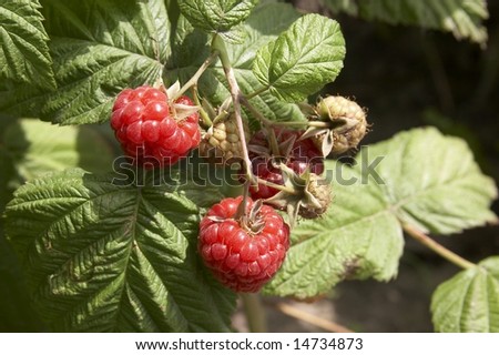 Raspberry berries on the bush