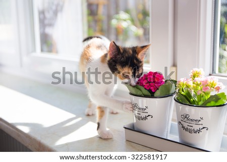 Turkish Van cat smelling the flower