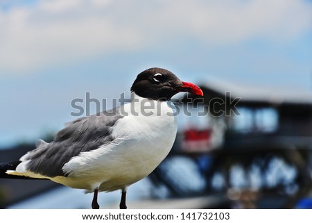 A sea gull perches on a pier and watches people walking by in hopes they will leave a crumb for him to eat.