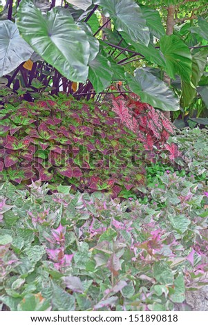 The green and purple of the plants  stand out in a public park of Greenville, SC. Combine the color with the shape of the leaves and their texture and the park takes on a special summer season feel.