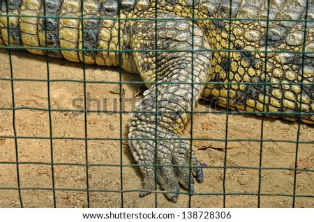 Nile crocodile claws and skin detail of dangerous reptile in captivity. Wild animal.