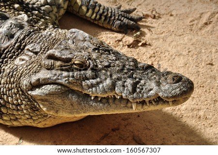 Nile crocodile closeup. Large reptile wild animal background.