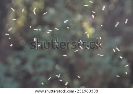 Swarm of small flies flying in circles through ray of light in forest. Abstract nature motion blur.