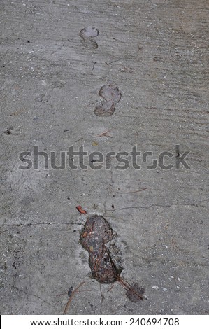 Footprints and dog paw tracks imprinted on wet concrete surface abstract background.