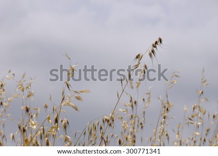 Oat straw withered plants on windy day. Summer nature abstract selective focus.